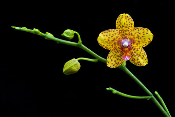 Yellow orchid with black background