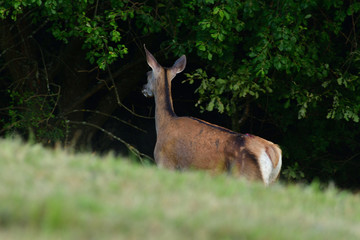 Doe deer comes out of the forest on a mud during pairing season