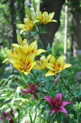 lilies in garden 2