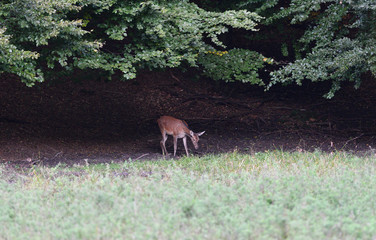 Obraz na płótnie Canvas Doe deer comes out of the forest on a mud during pairing season