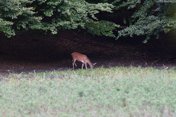 Doe deer comes out of the forest on a mud during pairing season