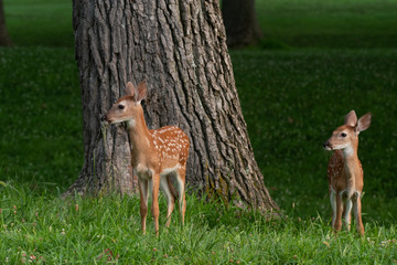 white-tailed deer fawn in late evening