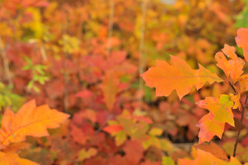 Obraz na płótnie Canvas Autumn orange leaves
