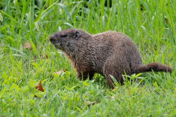 Groundhog in the grass