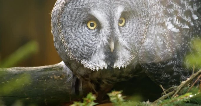 4K - Great gray owl tracks down prey