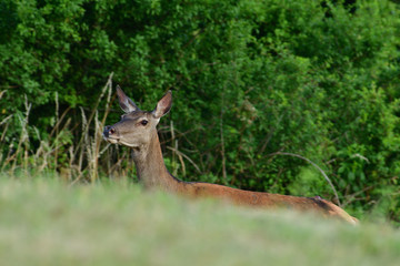 Doe deers grazing on the meadow in rut season