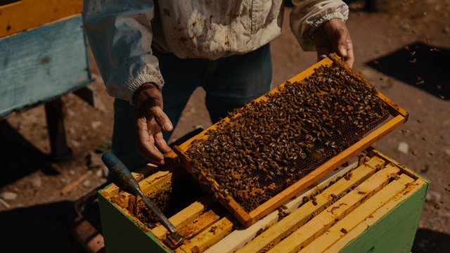 Bee Keeping