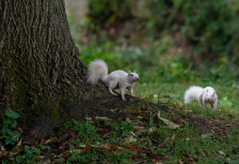 Two white squirrels