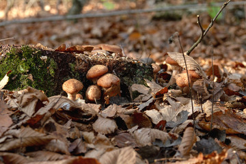 mushrooms in forest