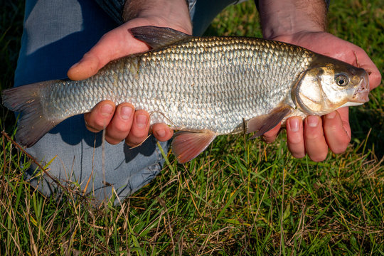 Catching a beautiful chub in the river the IJssel in the Netherlands, nearby the city Deventer