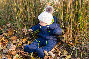 Naklejka na ściany i meble Horizontal portrait of adorable baby boy holding and examining ornamental grass while sitting in dry leaves during a beautiful late fall afternoon