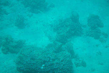 Fototapeta na wymiar diver and coral reef