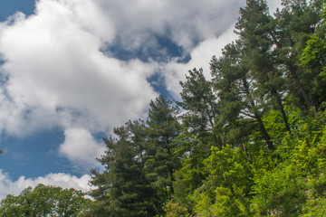 Parks, Forest, plants and green area wonderful landscape