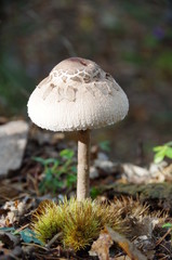 L'automne en foret : champignon et châtaignes