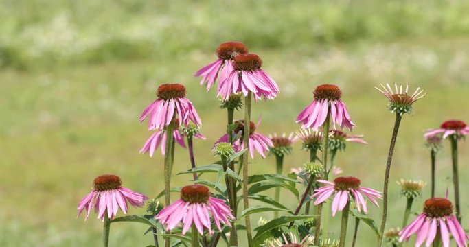 Plantas equinacea de hoja estrecha medicinal