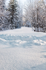 footpath in deep snowdrift in forest in winter
