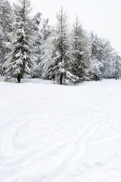 snowfield and snow-covered coniferous forest