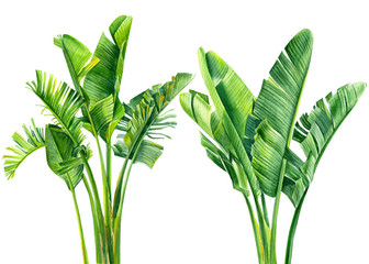 set of jungle leaves, strelitzia on an isolated white background, botanical illustration, watercolor tropical plants