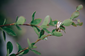 wedding,wedding decoration,groom, bride,flowers,wedding rings,the wedding cake,firework