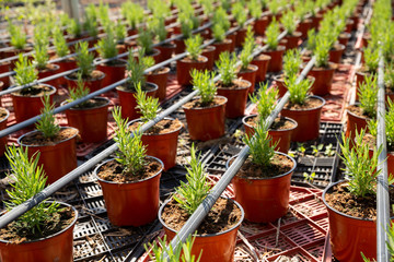 Bushes of rosemary in pots