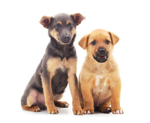 Obraz premium Two small dogs.