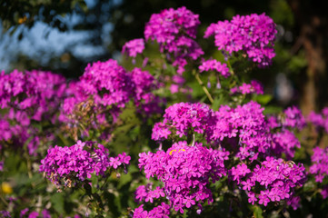 beautiful bouquets for a bride on a wedding day