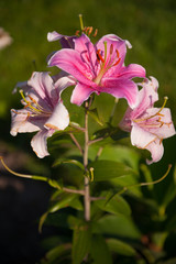 beautiful bouquets for a bride on a wedding day