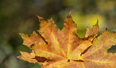 autumn leaf close-up on a forest background.