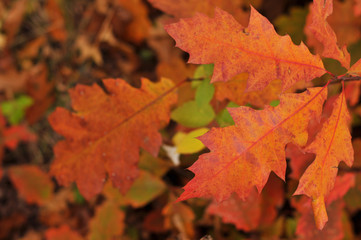 Fototapeta na wymiar Autumn orange leaves