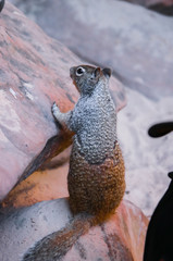 Fototapeta na wymiar Zion National Park Riverside walk trail in Utah with closeup of rock squirrel on top of stone by Virgin river water begging for food