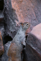 Zion National Park Riverside walk trail in Utah with closeup of rock squirrel on top of stone by Virgin river water begging for food