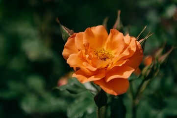 beautiful bouquets for a bride on a wedding day