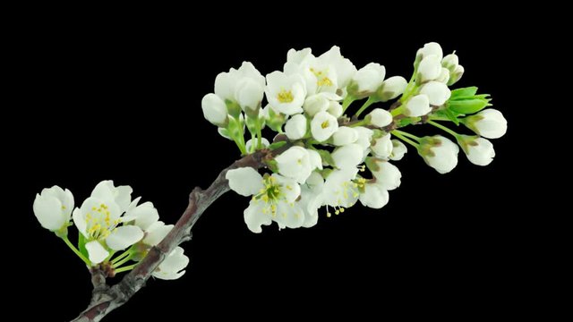 Cherry-tree flowers blooming. Time lapse with alpha channel (codec: png+alpha with black background)