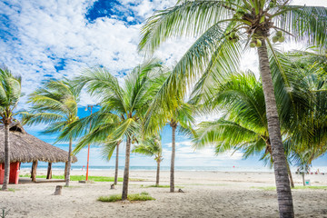Fototapeta na wymiar palmeras a la orilla del mar