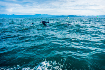 grupo de delfines © Israel