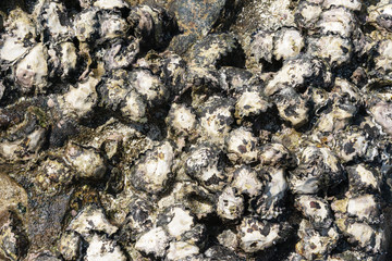 .Abstract unique background, texture of sea stone from old shells.