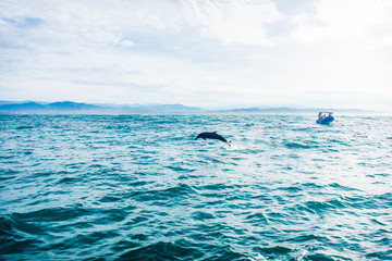 delfin saltando  © Israel