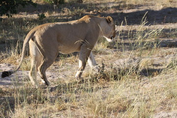 Copines lionnes