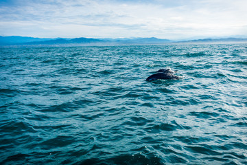 delfin comiendo  © Israel