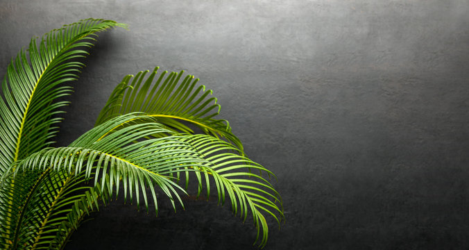 Tropical Green Foliage Dark Background