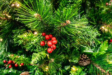 coniferous green forest. Christmas tree branches with red berries