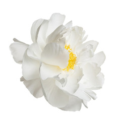 Obraz na płótnie Canvas White peony flower isolated on a white background.