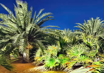 Lush spectacular plants on wilderness in the evening, 3d rendering