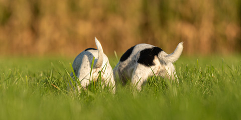 Two  small cute Jack Russell Terrier dogs from behind. Sniffing and butt's up in autum in a meadow