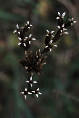 offended autumn flower close up