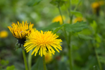 yellow dandelion in the grass
