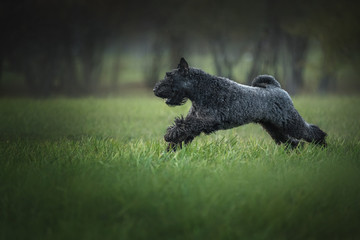 Dog running on green grass meadow. Kerry blue terrier. 