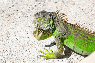 Close up photo of a Central American green iguana.