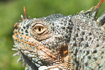 Close up photo of a Central American  iguana.