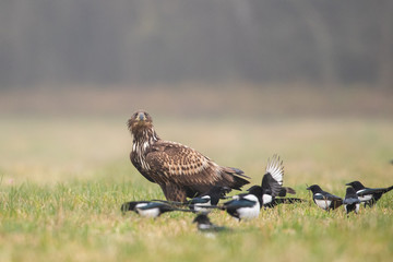 Birds of prey - white-tailed eagle in flight (Haliaeetus albicilla)